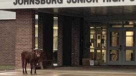 Roaming cattle now back safe at Johnsburg farm, police say