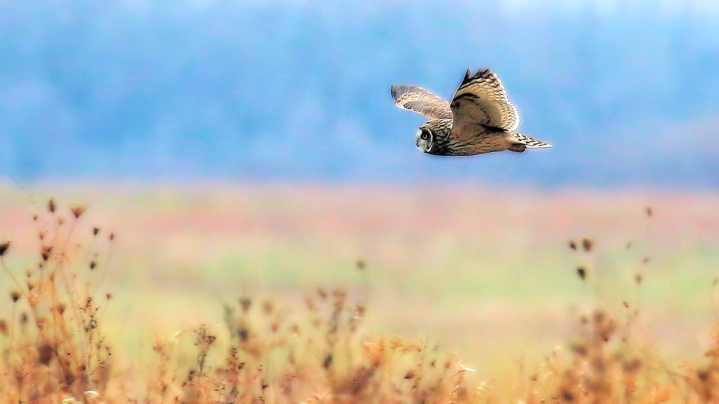 A short-eared owl flies over the Group 63 Trail at Midewin National Tallgrass Prairie. The trail is located near the Iron Bridge Trailhead. Photo by Ken Murphy.