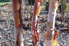 Down the Garden Path: Give your pollinator garden a boost with native keystone species