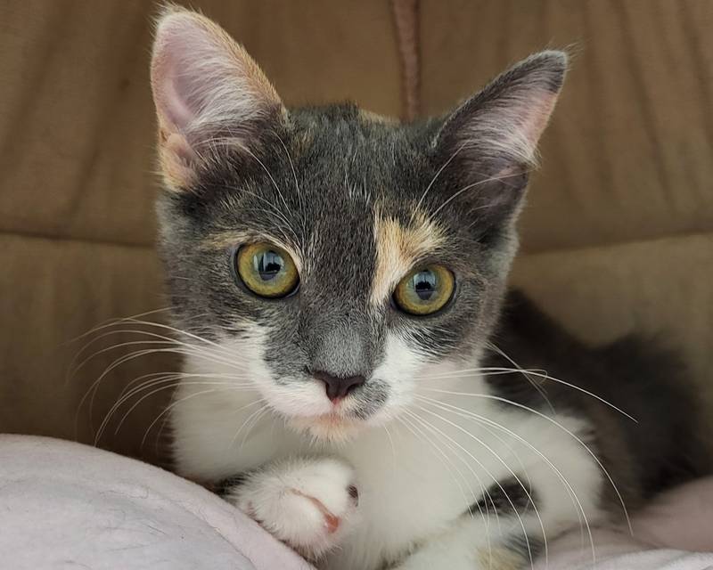 Rain is Save-A-Pet's pet of the week for Aug. 8, 2024.