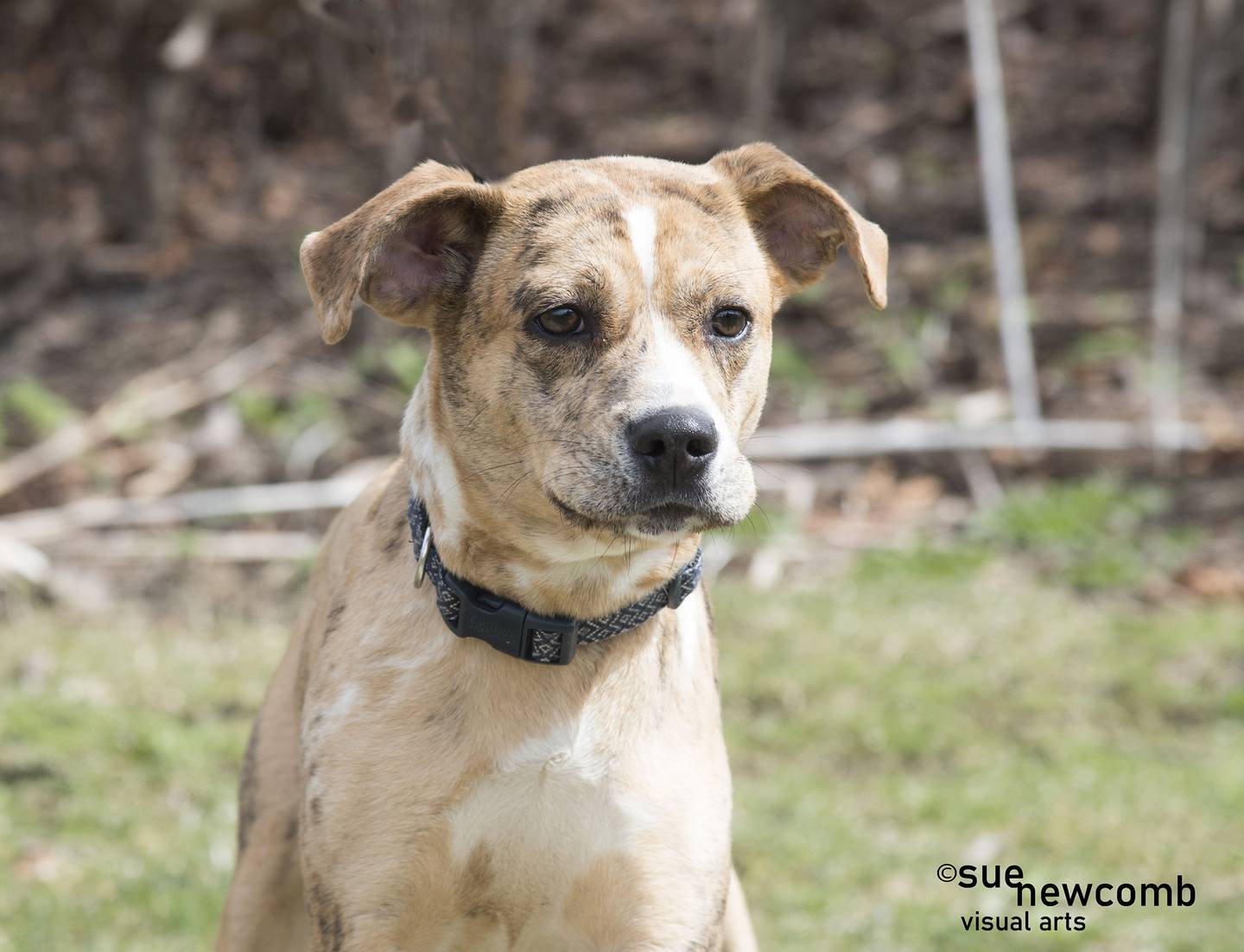 Ellie is a pit bull mix who was found as a stray. She is very sweet, but a bit shy, and needs a calm and patient forever family. Contact the Will County Humane Society at willcountyhumane.com and follow the instructions for the adoption process.