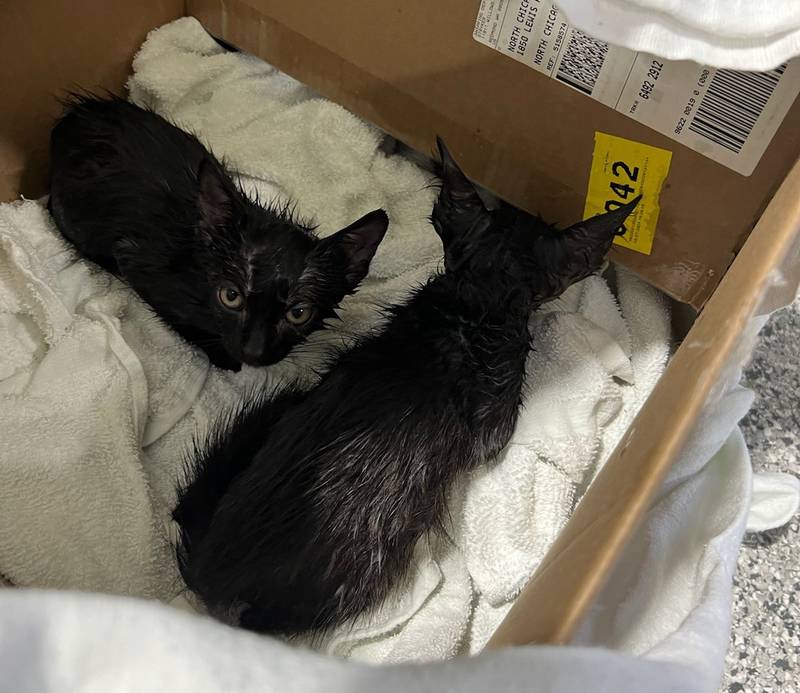 North Chicago Fire Department first responders rescued three kittens July 9 from a portable toilet where someone had discarded them.