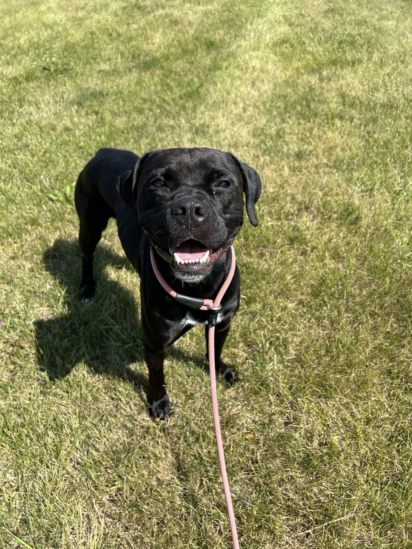 Buddy is a 5-month-old boxer mix. He is a little shy at first but comes out of his shell quickly. He likes to meet other dogs at the rescue and is cautiously curious about the cats. He is young but well-behaved. He is gentle on walks and keeps his kennel clean. He is an awesome puppy that, with a little boost in confidence, will thrive in a home and be an amazing fur family member. To meet Buddy, email Dogadoption@nawsus.org. Visit nawus.org.