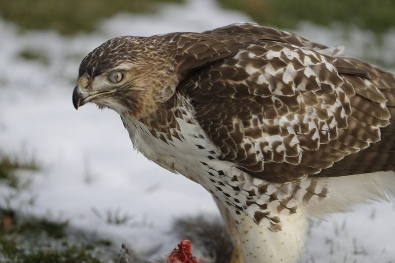 Timing is everything! This unique photo depicts a red-tailed hawk’s nictitating membrane, or third eyelid, as it passes horizontally across the eye.