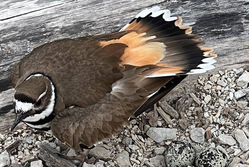 A killdeer warns a potential threat away from her nest by displaying the orange bands on her tail. She as well as her mate will escalate this distractive behavior to a dramatic broken-wing display to draw away the danger and protect their offspring.