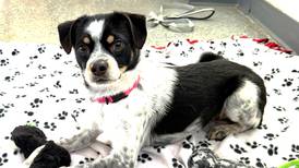 Don’t let the puppy face fool you; this playful dog is just fun-sized