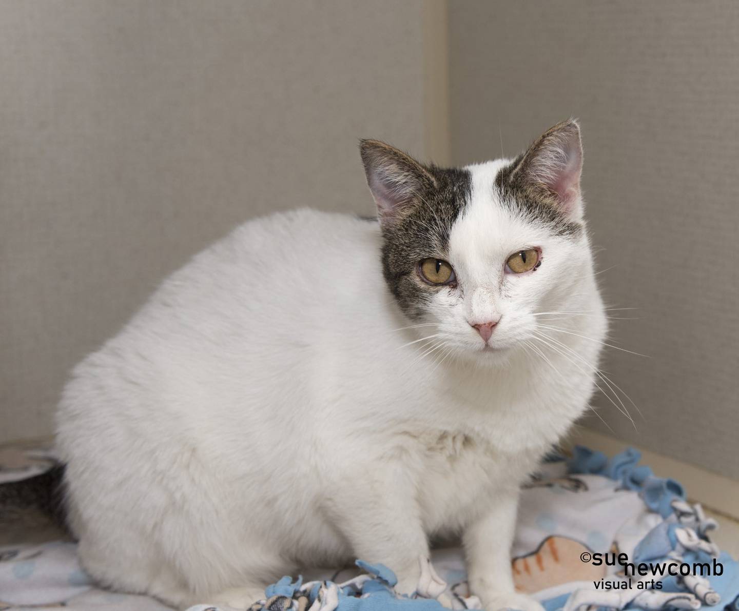 Rebel is a domestic shorthair who is very sweet and loves to be petted. She loves to play but prefers not to be picked up and held. Rebel has been diagnosed with asthma and receives an inhaler treatment once a day. Her forever family must be willing to continue these treatments. Contact the Will County Humane Society at willcountyhumane.com and follow the instructions for the adoption process.