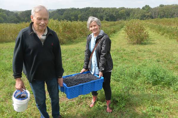 A pony, bunny, apples and aronia berries make for a fun and fruitful day at BerryView Orchard