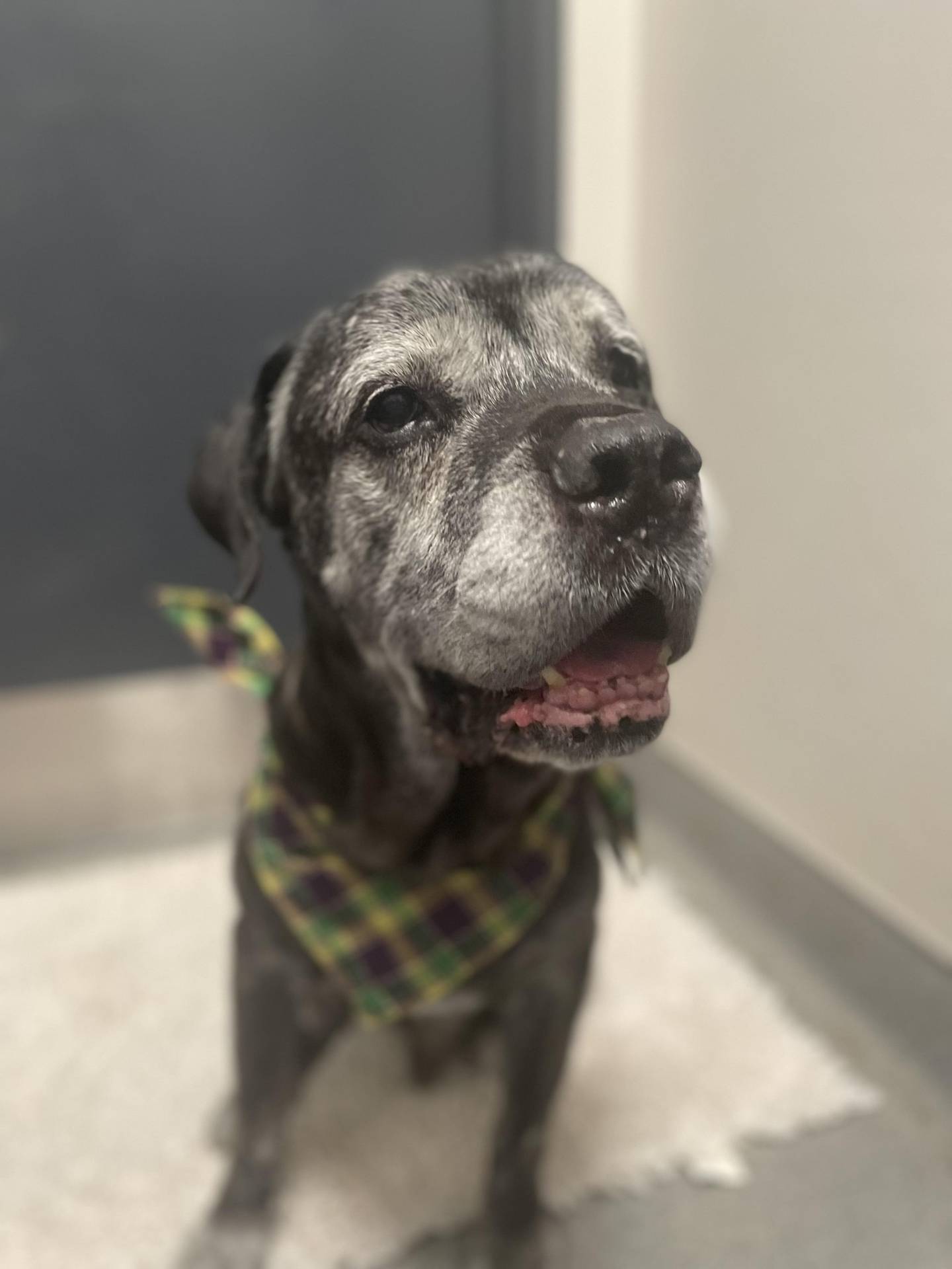 Will County Animal Protection Services will waive its adoption fees for dogs six months and older through March 31. Adoptable dogs include Neil, n affectionate mastiff/cane corso mix.
