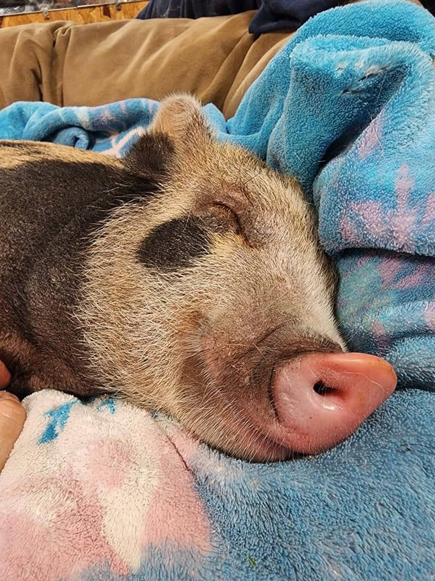 Wilbur snuggling into his bed