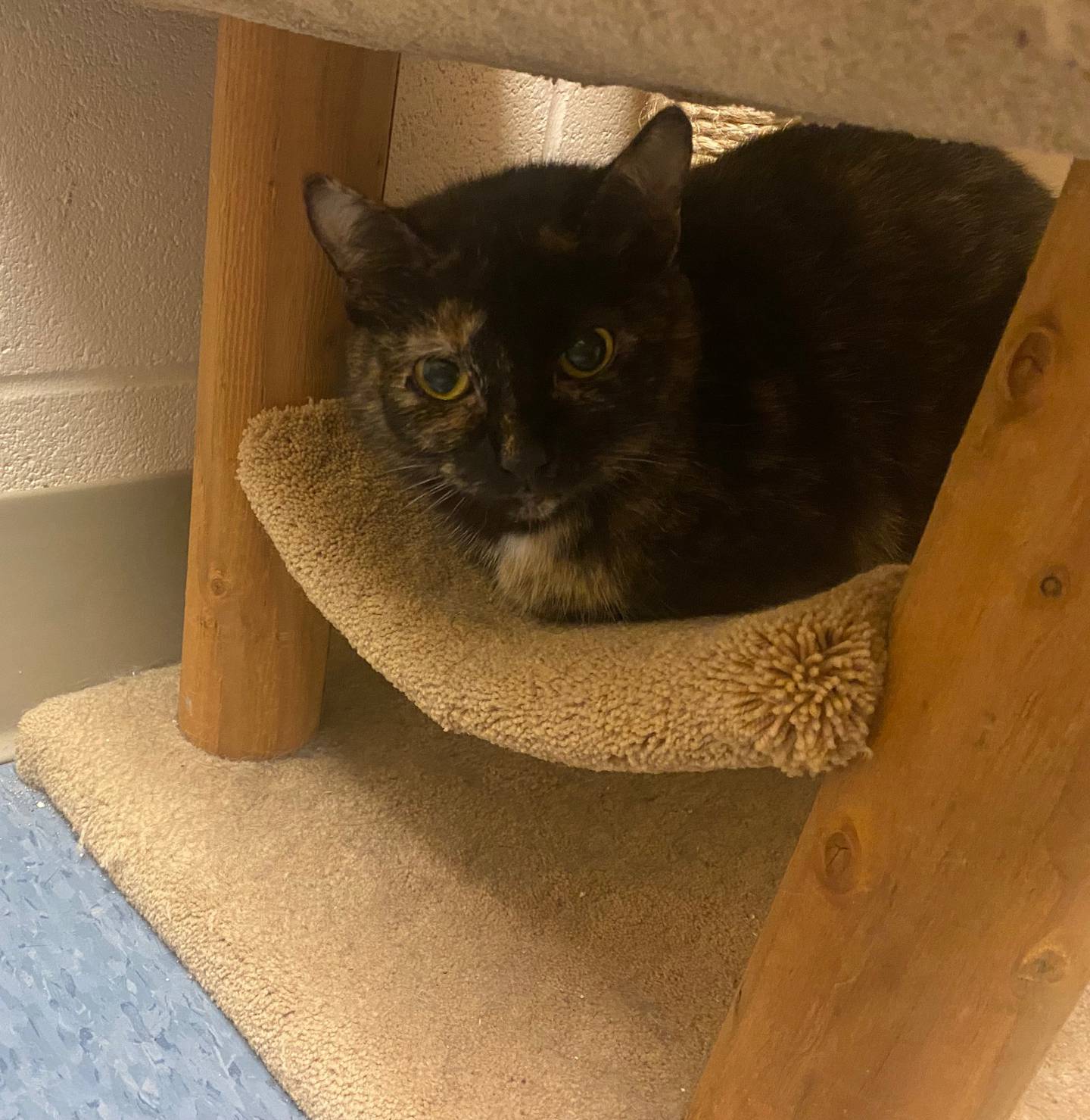 Tracer is a 3-year-old spotted torti. She is very outgoing and curious. She is shy at first but, will come around on her own time. Tracer is looking for her forever home. For more information on Tracer, contact contact Forepaws at megan@forepawspets.com. Visit https://www.forepawspets.com/.
