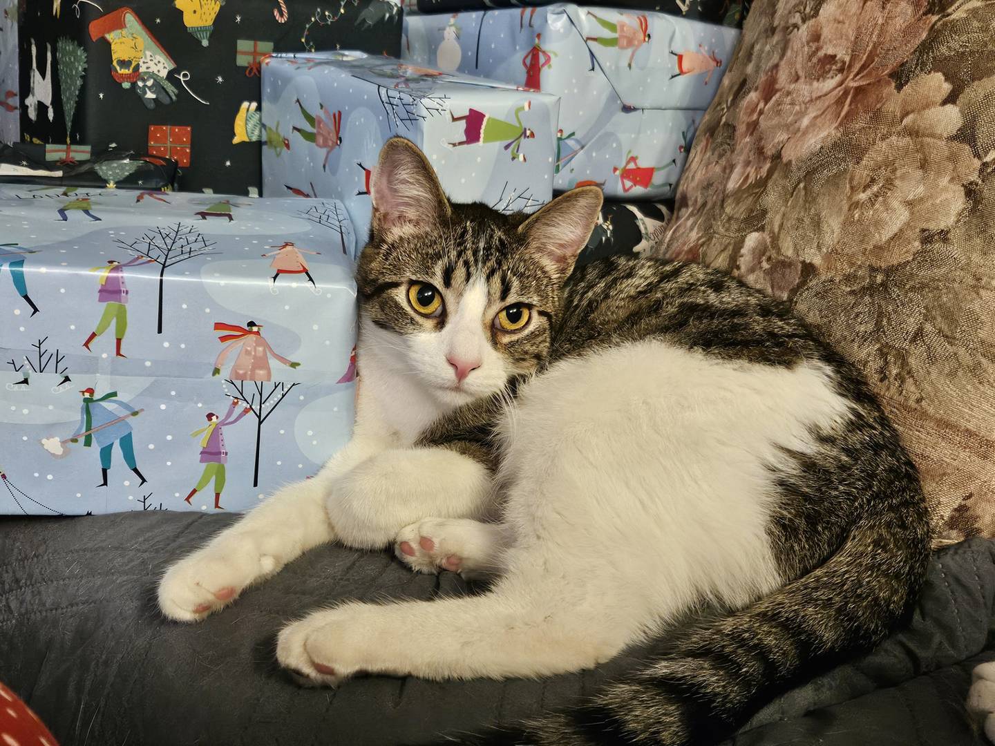 Sam is curious, loving and energetic. He loves to run and play with his other two brothers around in the foster home. His favorite toy is a little hedgehog. He follows people, loves attention and will sit beside people when they are watching television. He would do well in a home with another cat or his two brothers. To meet Sam, visit ForgetMeNotRescue.com/adoptables.