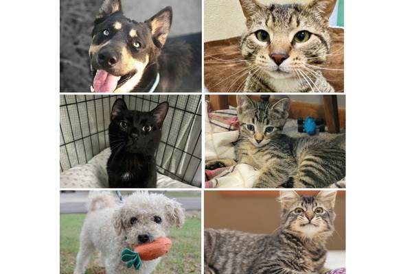 Will County Pets of the Week: Aug. 18, 2025