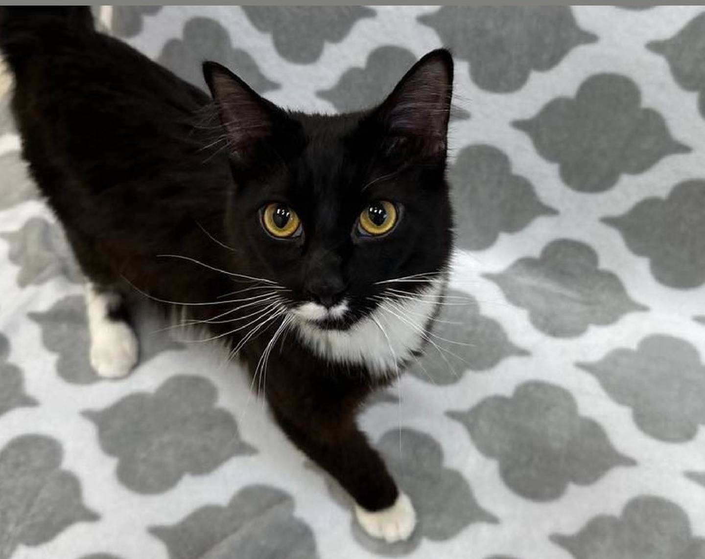 Mochi is a sweet, wiggly 1-year-old medium hair. He likes to explore his surroundings and approach people for pats. He is cat-friendly and have lived with a dog. He does well with children. Mochi really loves to be around people and will cry if he is left alone in a room. Come visit Mochi at Joliet Township Animal Control or call 815-725-0333.