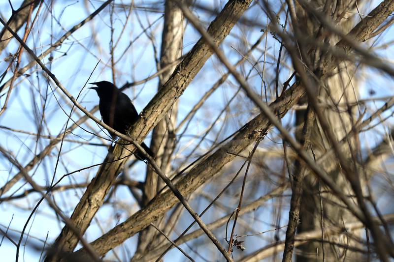 A redwing blackbird at the McHenry County Conservation District's Elizabeth Lake Nature Preserve Varga Archeological Site on Wednesday, March 6, 2024, The wetland area near Richmond along the Wisconsin Board is  composed of every stage of wetland. The area also a habitat for  29 species of native fish, 200 species of plant life, 55 species of birds, 15-20 butterfly species, and 20 state threatened and endangered species