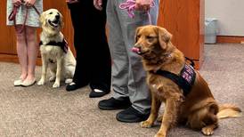 2 deputy dogs ‘sworn in’ at McHenry County courthouse, where they provide comfort and therapy