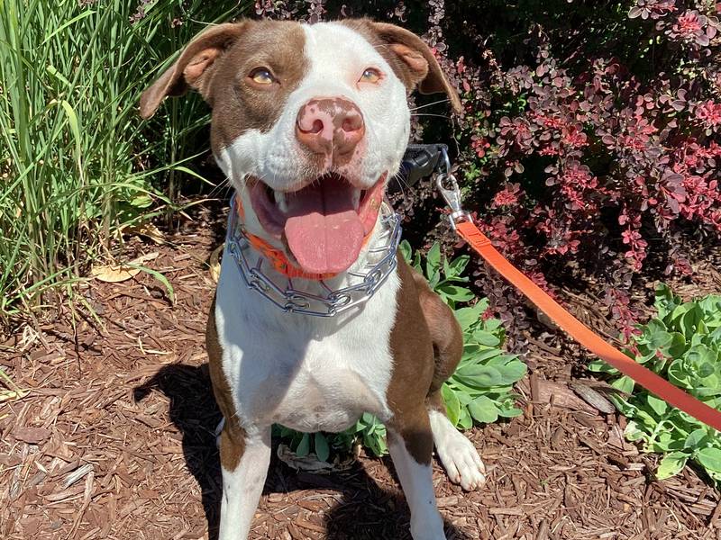 One of several dogs that will be available for adoption at the Granny Rose Animal Shelter “Pay what they Weigh” adoption event