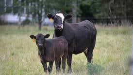 Dairying escape: Cows on the loose in Kane County