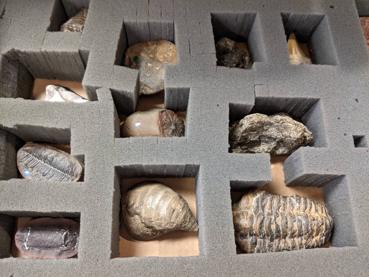 Dinosaur fossils and other fossils will be on display at the Oswego campus, 32 W. Jefferson St. in downtown Oswego.