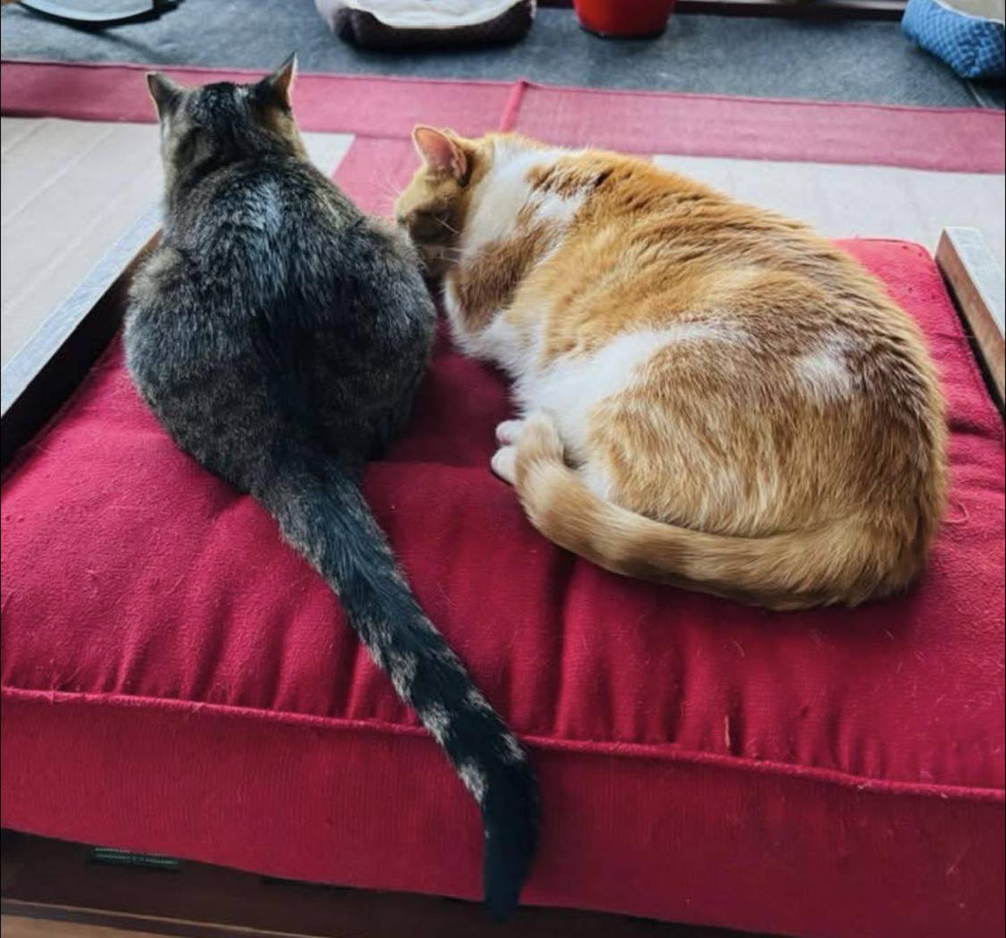 Buddy, right, and Scraps are Sue Antonelli's cats lost during the March 10 tornado.