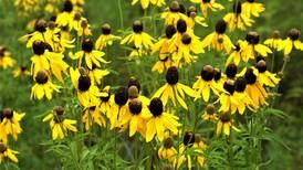 Down the Garden Path: Mix it up smart!