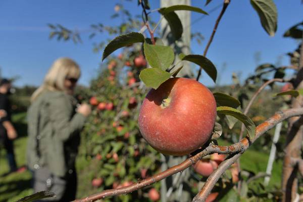 Kuipers Family Farm apple orchard, sunflower fields open for season Saturday