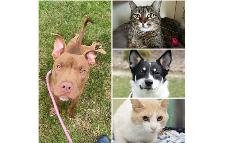 The Herald-News presents this week’s Pets of the Week. Read the description of each pet to find out about that pet, including where it can be adopted in Will County.