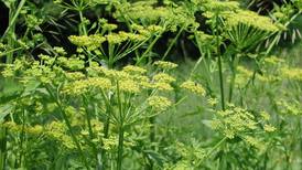 Watch out for wild parsnip: Yellow-flowered plant’s sap can irritate skin; undisturbed, it’s harmless