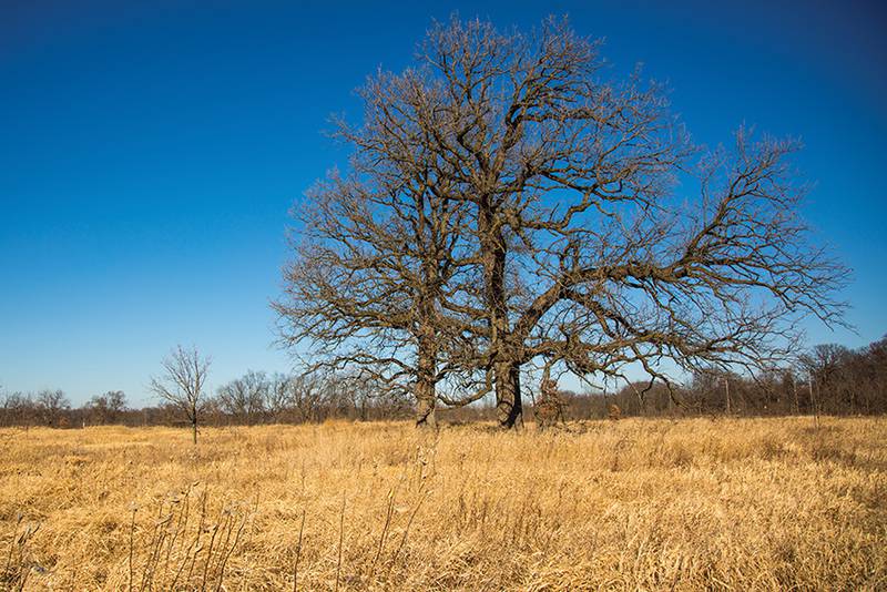 Dick Young Forest Preserve, Batavia