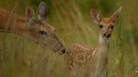 Kendall County Forest Preserve District examining fatal deer disease at Saturday workshop