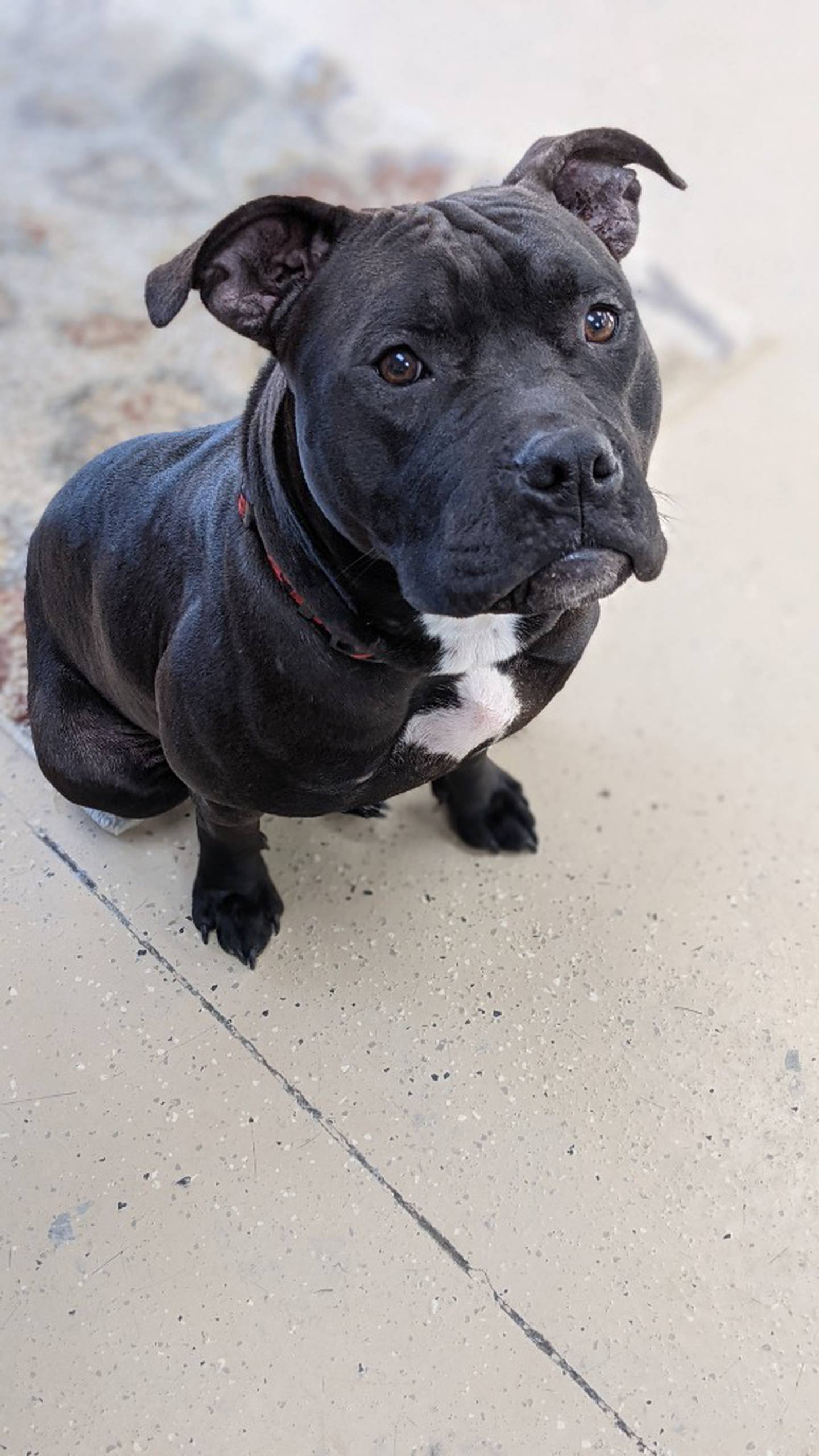 Raven is a one-year-old bully mix who is sweet and very sociable. She gets along with her kennel mates and greets everyone with kisses and tail wags. Contact the Will County Humane Society at willcountyhumane.com and follow the instructions for the adoption process.