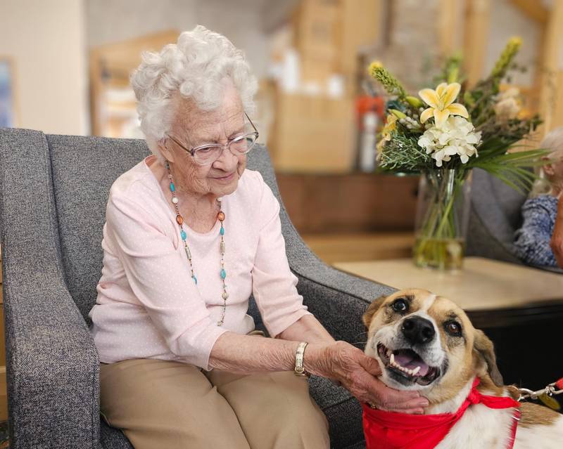 Maya, a therapy dog from Plainfield, visits with Dorothy Almberg, a resident of the Timbers of Shorewood.