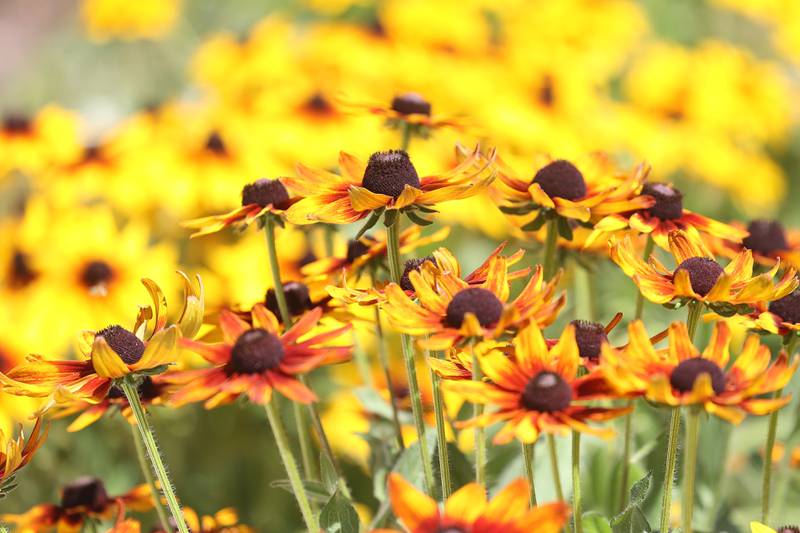 Children’s Garden in Elwood features hundreds of variety of plants. The Children’s Garden in Elwood recently celebrated their 25th anniversary. Saturday, July 9, 2022 in Elwood.