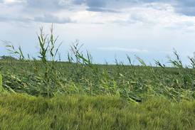 Congressionally mandated disaster assistance for farmers available: Carroll County FSA