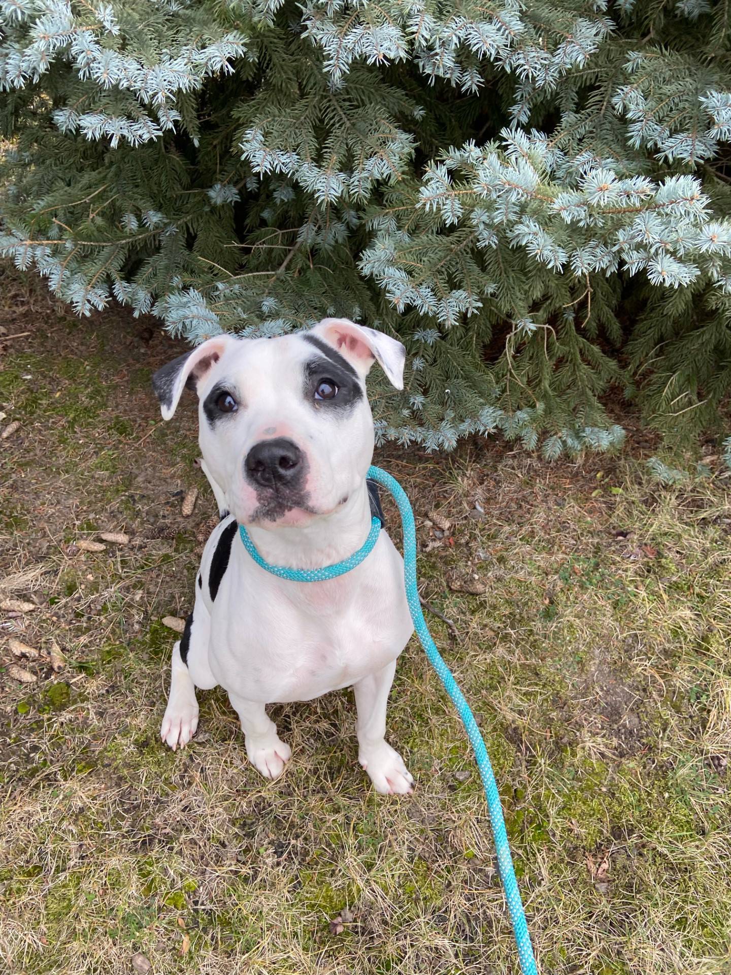 Pebbles is an 18-month-old terrier who needs a special adopter. Pebbles may be deaf or partially deaf – but she will flourish in a home with some specialized training. Pebbles loves other dogs and has lived with cats. She is a fan of everyone she meets and is quite a ball of fun. She still has some puppy energy and would benefit from some training. To meet Pebbles, email Dogadoption@nawsus.org. Visit nawsus.org.
