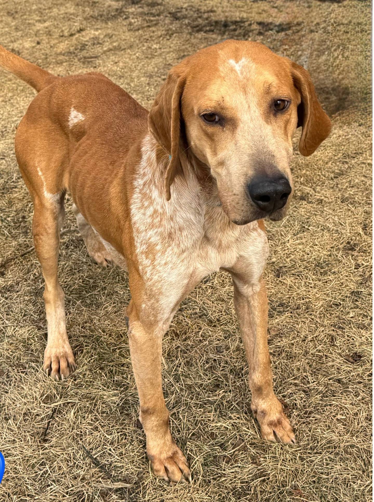 Clark is sweet 3-year-old coonhound mix that was rescued from a high kill shelter in the south. He’s a bit shy initially but quickly warms up with treats and pets. Clark needs an understanding adopter with a calm and quiet home without cats where he can adjust and feel safe. Clark does well with other dogs. To meet Clark, email Dogadoption@nawsus.org. Visit nawsus.org.