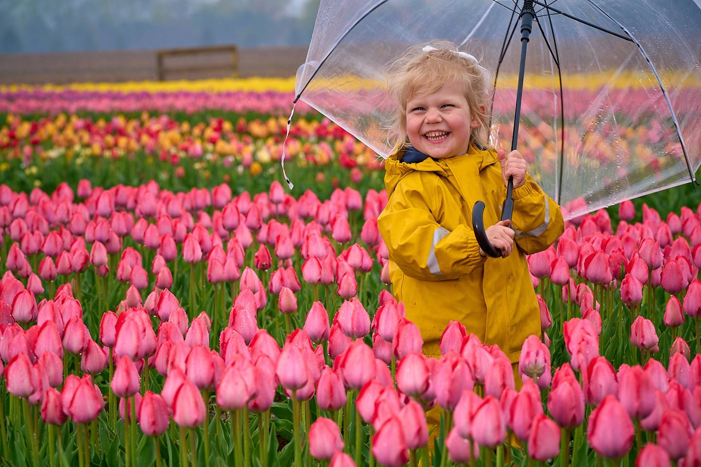 Annika Barger of Glen Ellyn walks amidst the flowers during the 2025 Richardson Farm Tulip Festival. This year's fest is expected to open in late April.