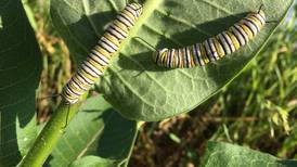 Down the Garden Path: Prepare now for next year’s Monarch butterflies – make Seed Balls