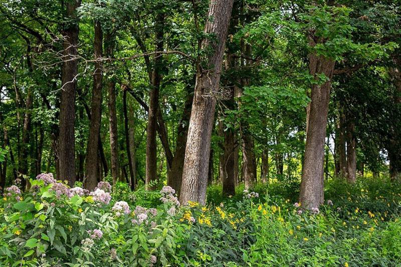 The Forest Preserve District of DuPage County’s Fullersburg Woods Forest Preserve.