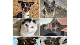 Will County Pets of the Week: April 7, 2025