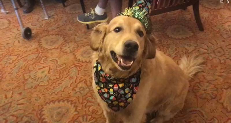 After six years of faithful service, Ryker the therapy dog is retiring from his role at Senior Star at Weber Place in Romeoville. A new therapy dog, currently in training, will come to this memory care and assisted living facility in the summer of 2022.