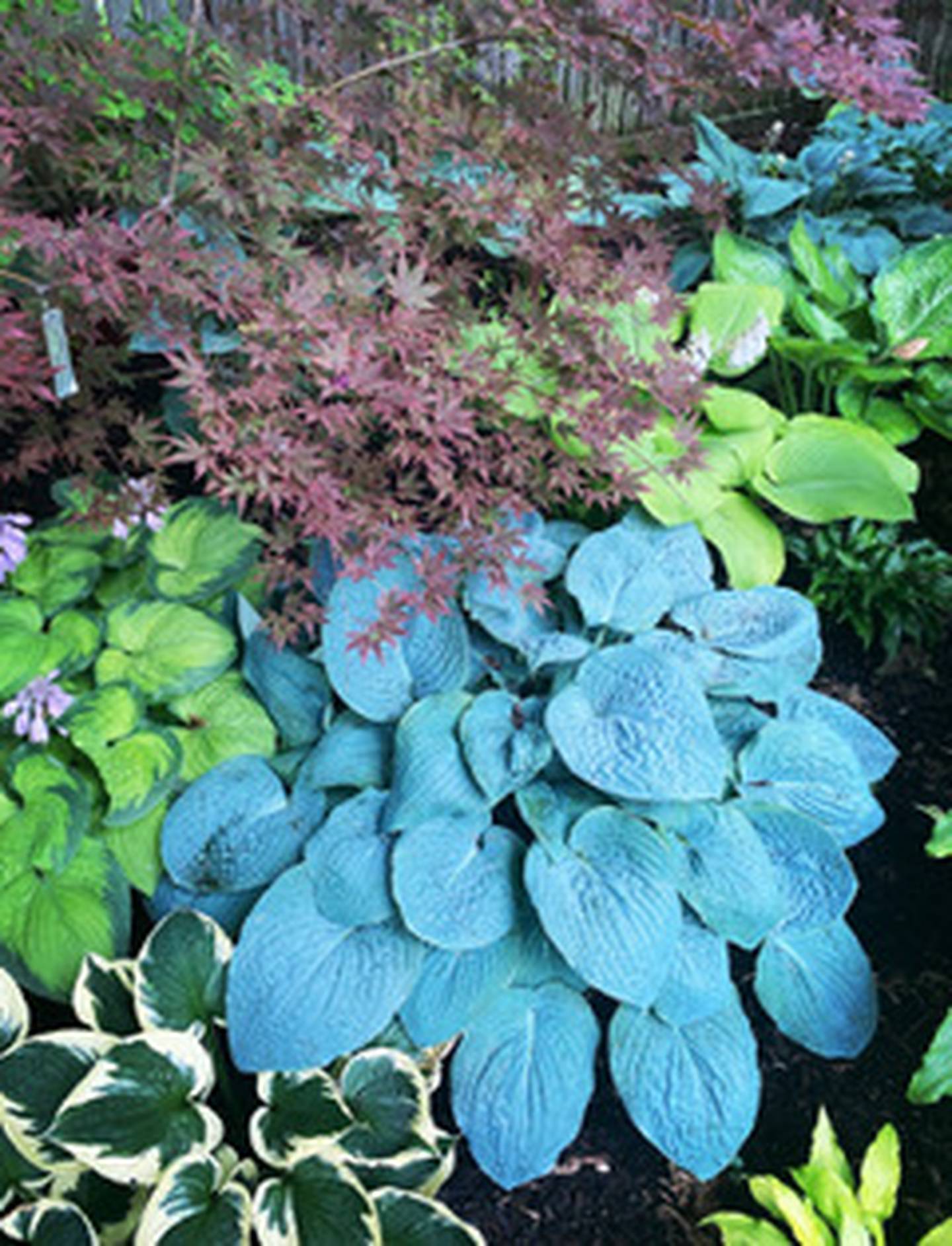 Midwest Hosta Convention