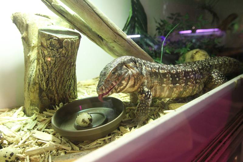 A Tegu gets ready to eat a quail egg fed by Deb Krohn, naturalist, also known as the FrogLady, at her home in Grayslake on July 2nd, 2023.
Image by Candace H. Johnson for Shaw Local News Network