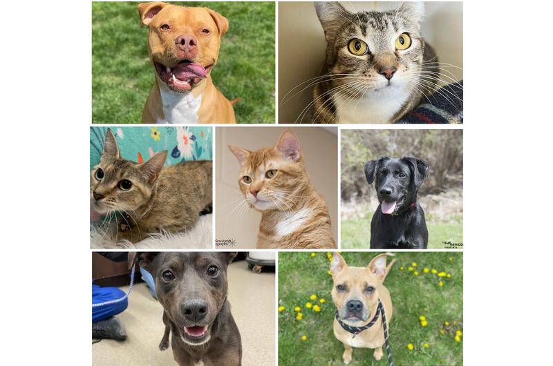 The Herald-News presents this week’s Pets of the Week. Read the description of each pet to find out about that pet, including where he or she can be adopted.