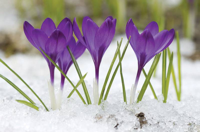 Early-blooming spring flowers