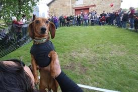 Photos: Dachshunds dash to the finish line at Utica Doxie Derby