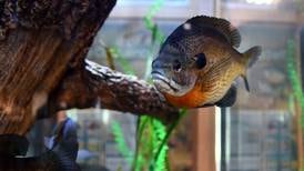 Aquarium tour, kayaking rescues, Potawatomi art featured in Forest Preserve programs