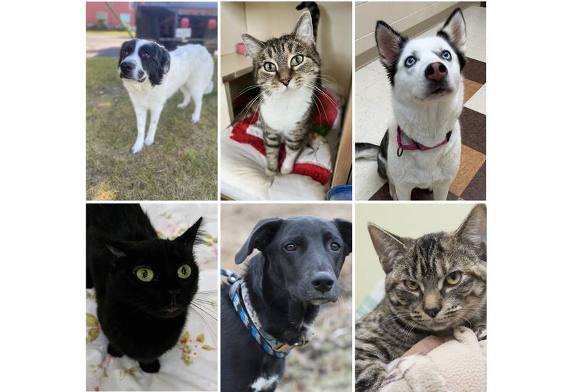 The Herald-News presents this week’s Pets of the Week. Read the description of each pet to find out about that pet, including where he or she can be adopted