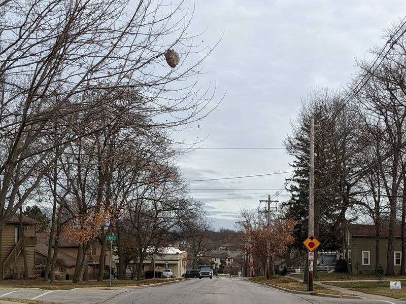 Bald-faced hornet nests, like this large one in St. Charles, are revealed when the leaves fall from the tree. The former residents, a type of paper wasps, are gone and will not return. But their frozen remains can provide valuable protein to winter wildlife when the nests remain in place.