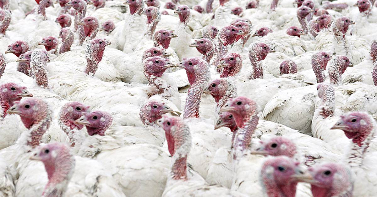 Waterman farm fattening up turkeys for the holidays Shaw Local